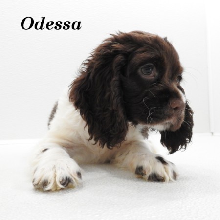 puppy, for, sale, Cocker Spaniel, Joe & Cherri  Overlease, dog, breeder, Miller, MO, dog-breeder, puppy-for-sale, forsale, nearby, find, puppyfind, locator, puppylocator, aca